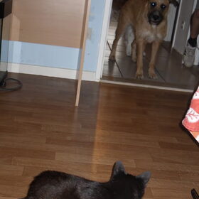 wat doen die rare hondjes daar?
