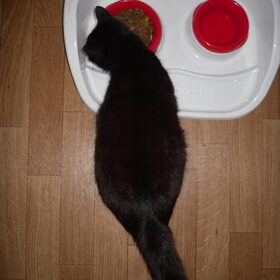 lekker rond buikje, de kittens laten momenteel nog op zich…