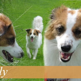 Olly van Judith, versie 1
