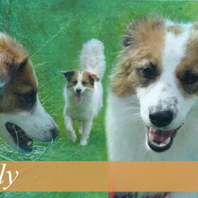 Olly van Judith, versie 2