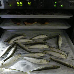 sprotjes in de droger 6-7-2012 IN 414 gram UIT