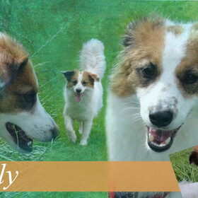 Olly van Judith, versie 3