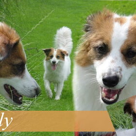 Olly van Judith, versie 4