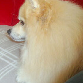 Vosje Cloudy