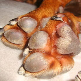 Pootjes