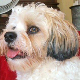 Sammy
