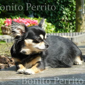 Dit is Pip, en hoogzwanger van 8 Pups!