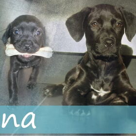 Senna van Patricia, versie 2