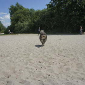 Run Taiko, run!