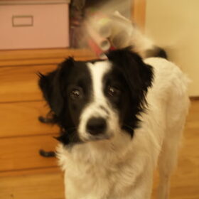 lief koppie