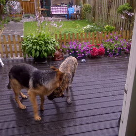 rox en willem