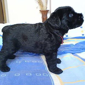 ik had dezelfde hond vroeger