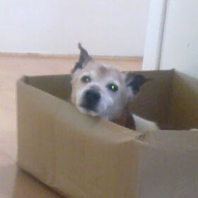 Mylo (15 jaar)