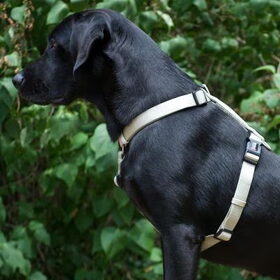 Honden overig (14)
