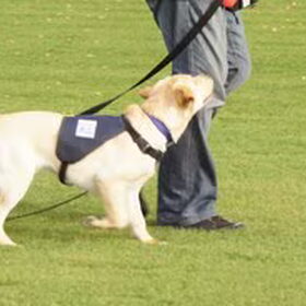 Honden overig (17)