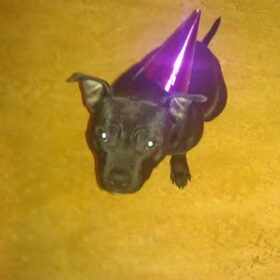 Indy 1 jaar