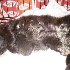 onze drieling ^^