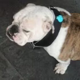 lola met ibiza style honden halsband