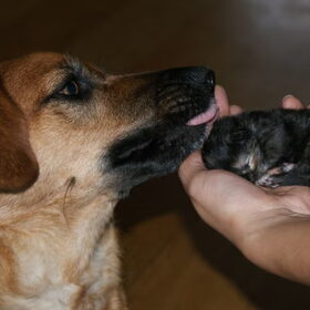 Elah aan het moederen over de kittens..