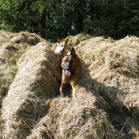 Samen met Bikkel in het stro oeeeee