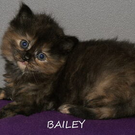 Bailey een van de kittens..