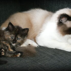 Pappa ragdoll JInx met zijn dochter Bailey..