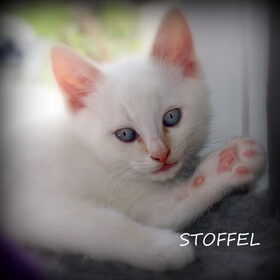 Zoontje Stoffel..
