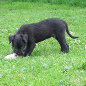 Hondenfoto van YmY en de bende 