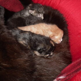 onze twee weeskittens die Nelleke uiteindelijk niet wou…