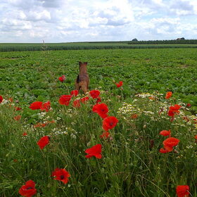 Klaprozen en camille, juli 2012