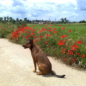 Kylie en de veldbloemen, juli 2012
