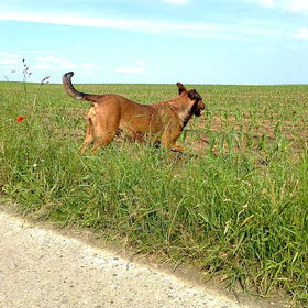 Als ik maar mag lopen ! Woef ! Juli 2012