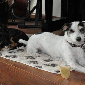 Pebbles (kruising JackRussel x Malthezer ) en Peach.