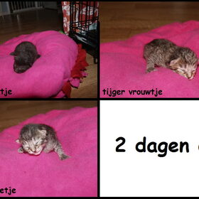 2 dagen oud