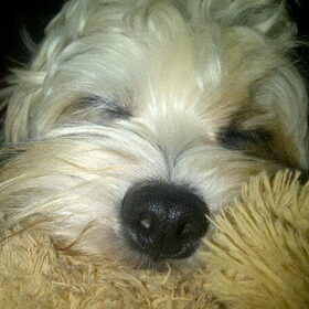 Slaap Sammy Slaap.......