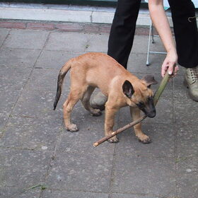 Nicky als pup