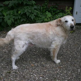 Simba gister...X