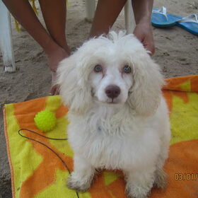 Rodolfo