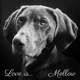 Hondenfoto van Mellow
