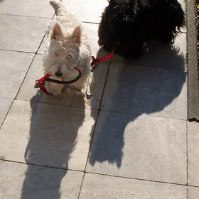 Macfie en floortje terug van een grote wandeling.