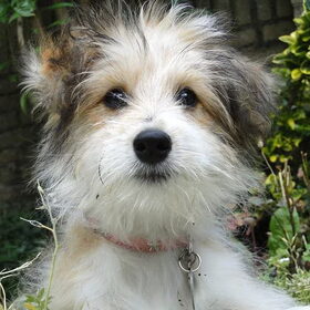 kleine Pippa in de tuin