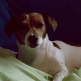 dit is ons luna,ze is nu 9 weke drachtig ras jack russel