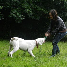 Hondenfoto van Melissa, Dempsey, Taiko, Minos & *Nina*