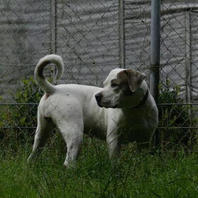 Hondenfoto van Melissa, Dempsey, Taiko, Minos & *Nina*