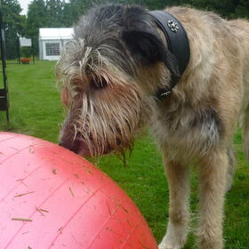Ierse Wolfshond aan de Treibball