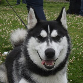 Hondenfoto van Nieke <3 Lancer