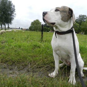 Hondenfoto van Melissa, Dempsey, Taiko, Minos & *Nina*