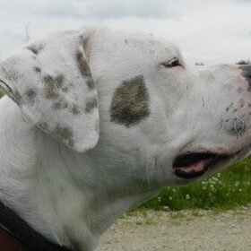 Hondenfoto van Melissa, Dempsey, Taiko, Minos & *Nina*