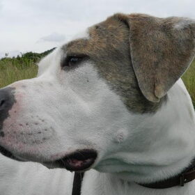 Hondenfoto van Melissa, Dempsey, Taiko, Minos & *Nina*