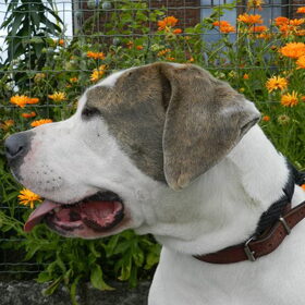 Hondenfoto van Melissa, Dempsey, Taiko, Minos & *Nina*